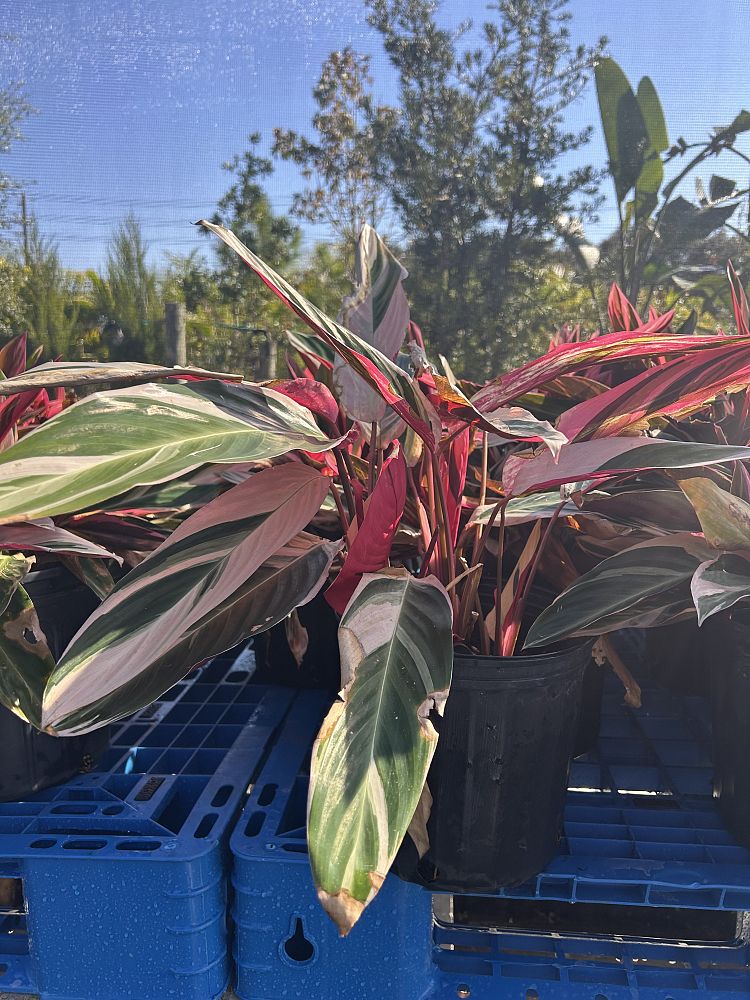 ctenanthe-stromanthe