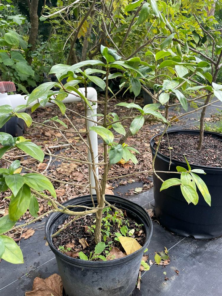 cubanola-domingensis