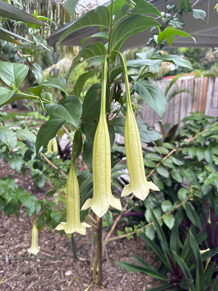 cubanola-domingensis