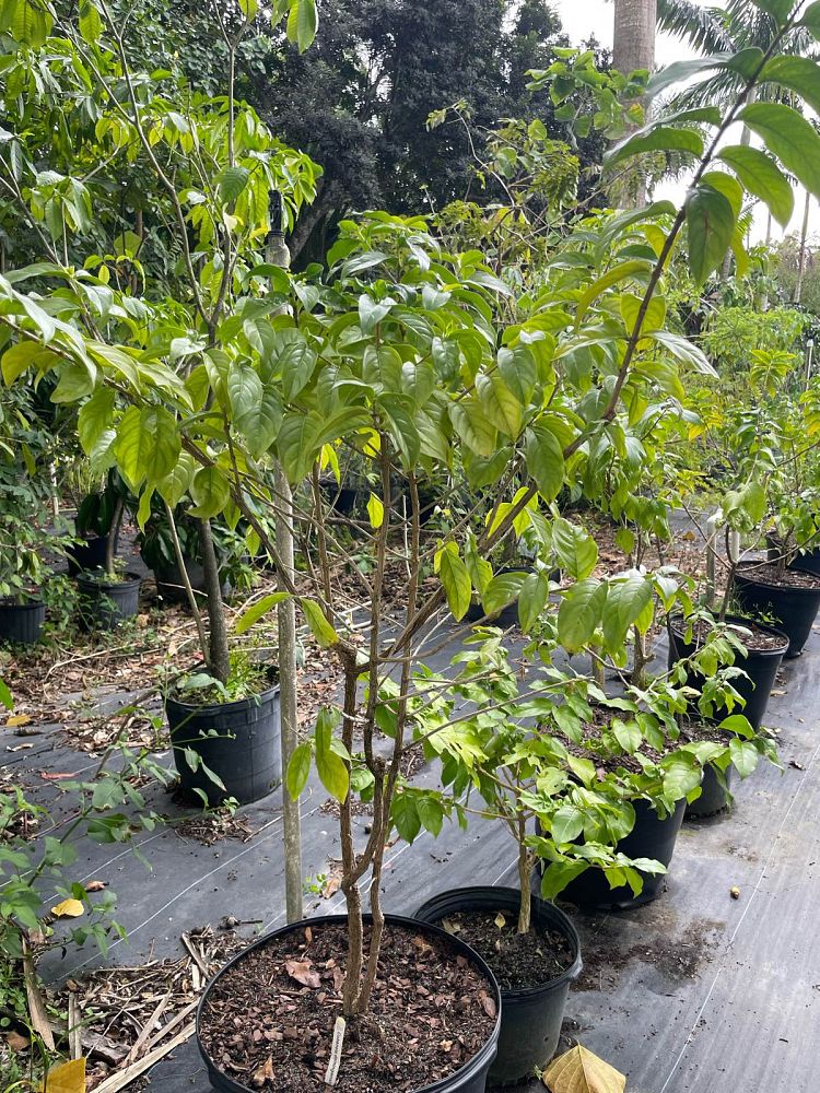 cubanola-domingensis
