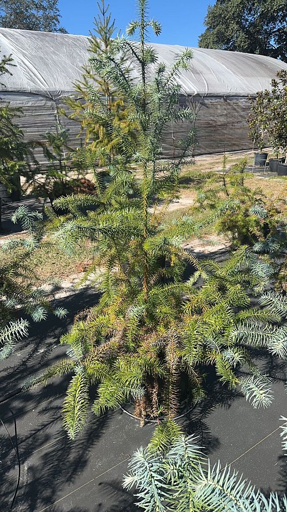cunninghamia-lanceolata-china-fir
