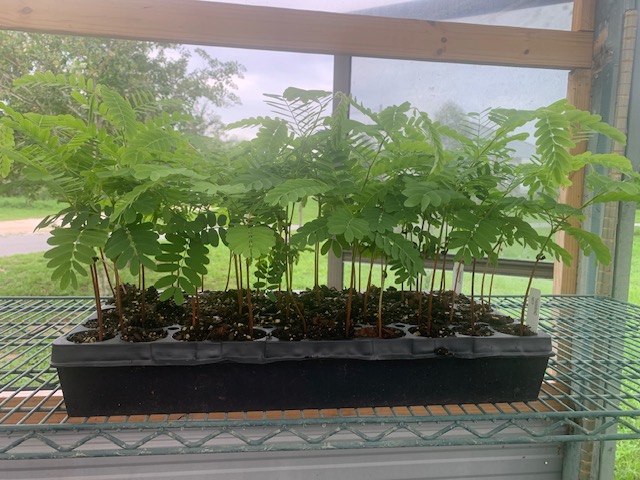 cupaniopsis-anacardiopsis-cupania-tree-carrotwood-beach-tamarind-tuckeroo-tree