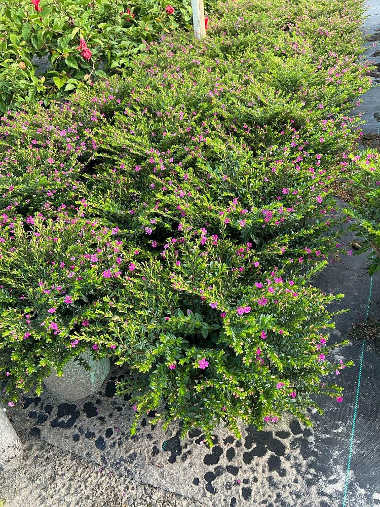 cuphea-floriglory-diana-cigar-bush-cigar-plant
