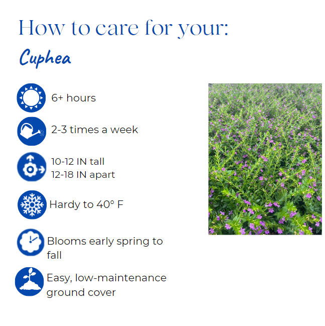 cuphea-hyssopifolia-allyson-lavender-false-heather-mexican-heather