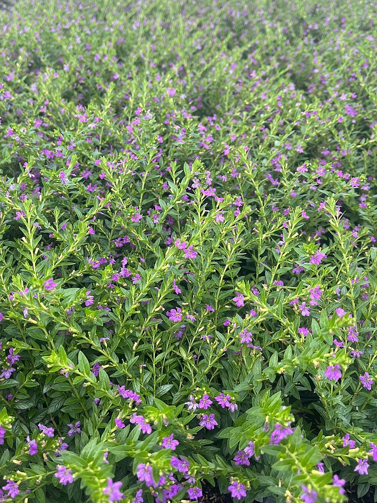 cuphea-hyssopifolia-allyson-lavender-false-heather-mexican-heather