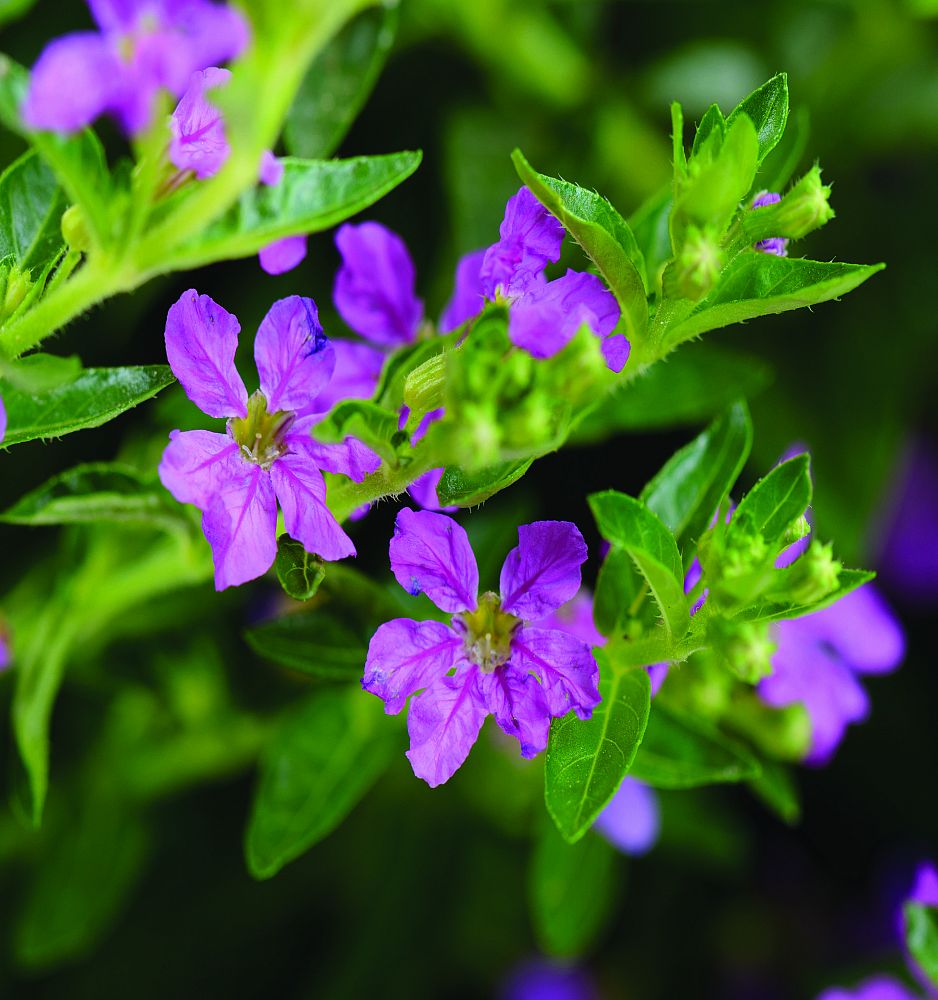 cuphea-hyssopifolia-allyson-lavender-false-heather-mexican-heather