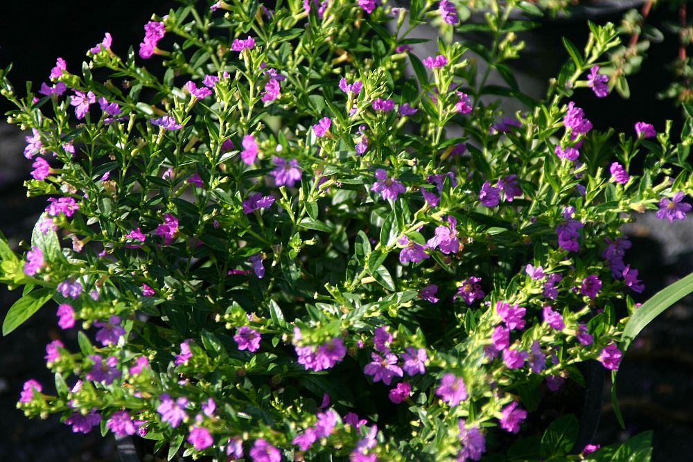 cuphea-hyssopifolia-allyson-mexican-heather