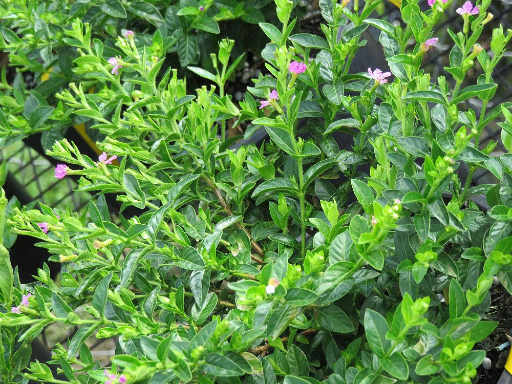 cuphea-hyssopifolia-allyson-mexican-heather