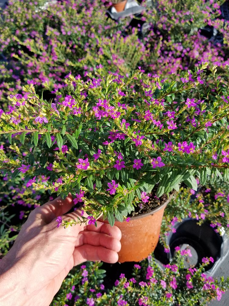 cuphea-hyssopifolia-compacta-mexican-heather