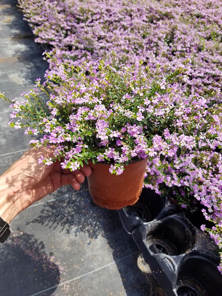 cuphea-hyssopifolia-compacta-mexican-heather