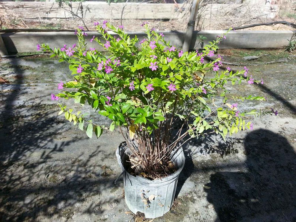 cuphea-hyssopifolia-mexican-heather