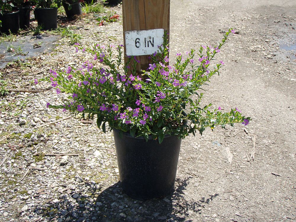 cuphea-hyssopifolia-mexican-heather