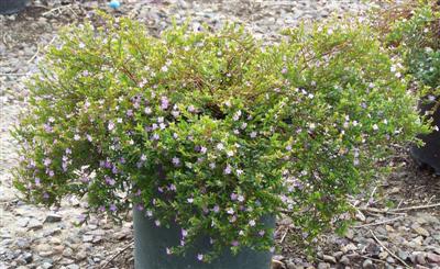 cuphea-hyssopifolia-mexican-heather