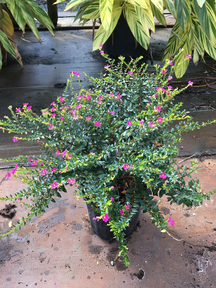 cuphea-hyssopifolia-mexican-heather