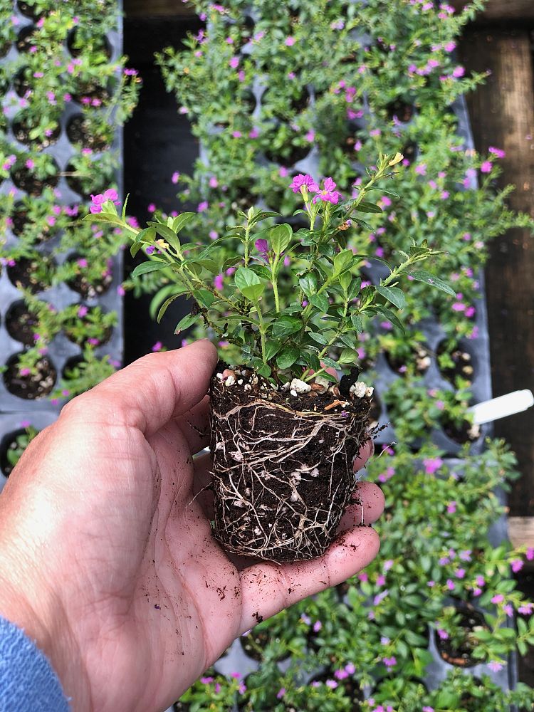 cuphea-hyssopifolia-mexican-heather