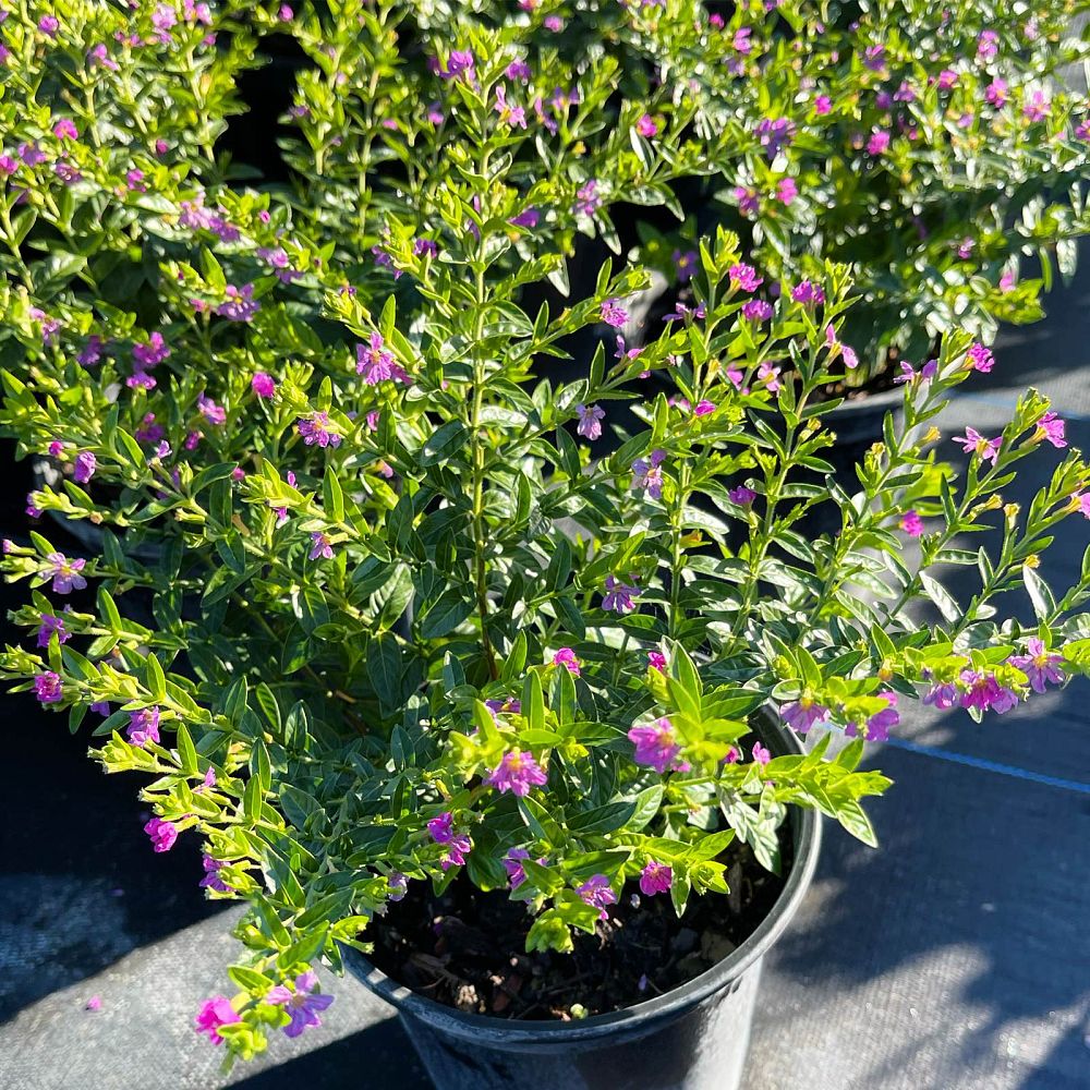 cuphea-hyssopifolia-mexican-heather
