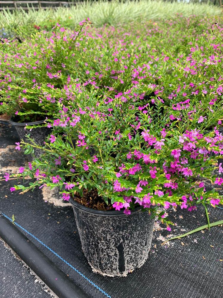 cuphea-hyssopifolia-mexican-heather