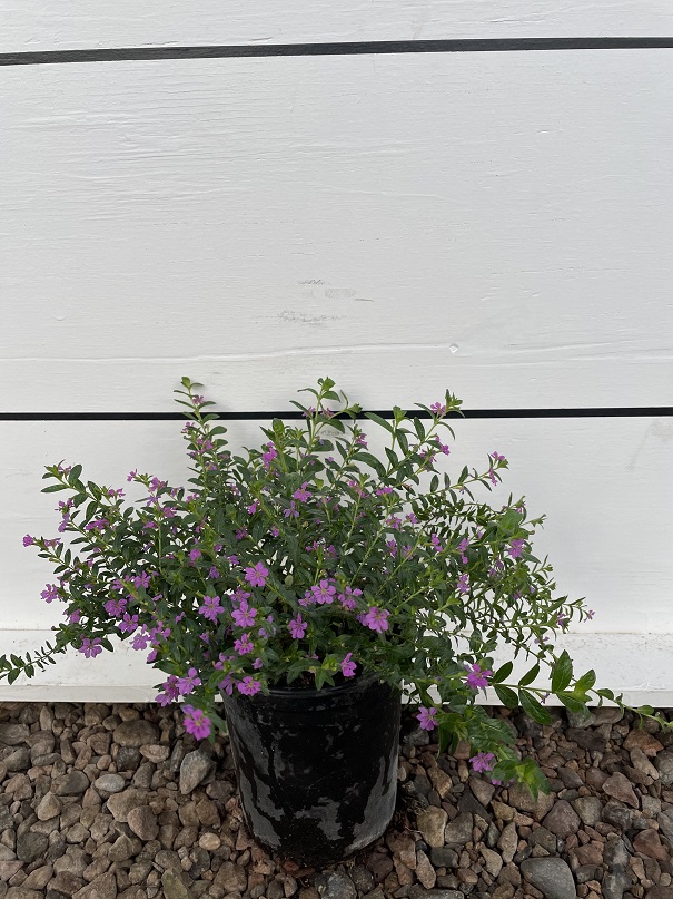cuphea-hyssopifolia-mexican-heather