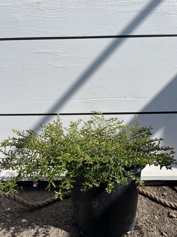 cuphea-hyssopifolia-mexican-heather