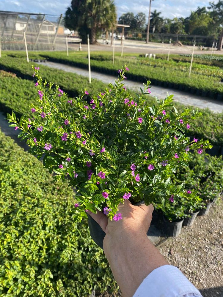 cuphea-hyssopifolia-mexican-heather