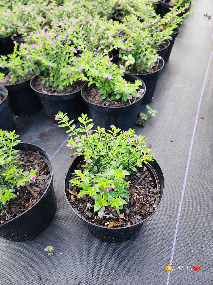cuphea-hyssopifolia-mexican-heather