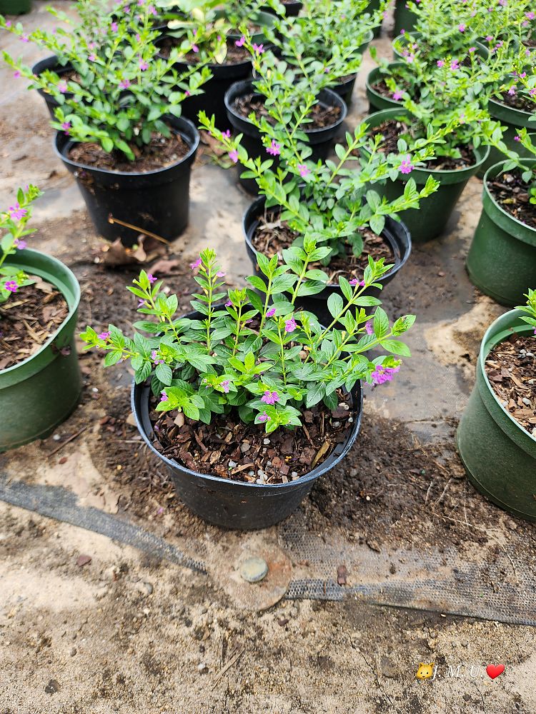 cuphea-hyssopifolia-mexican-heather