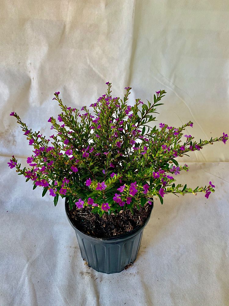 cuphea-hyssopifolia-purple-mexican-heather