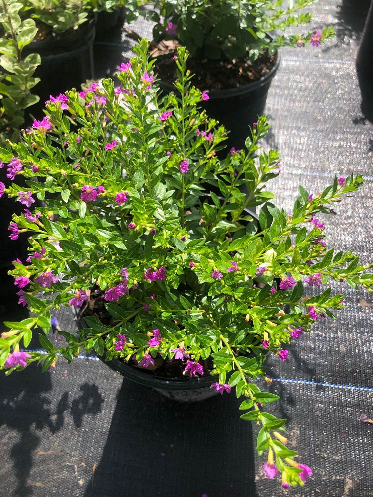 cuphea-hyssopifolia-purple-mexican-heather
