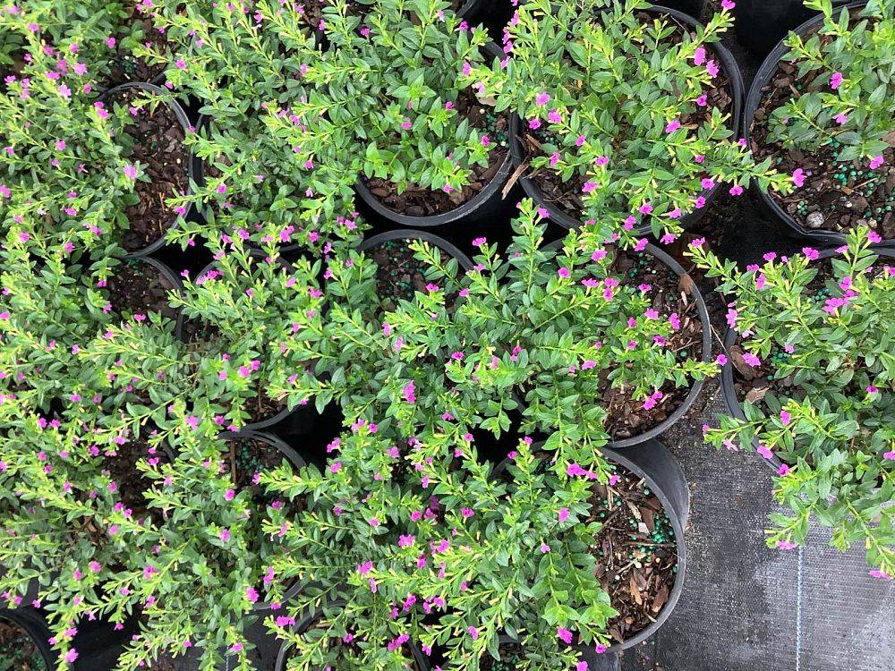 cuphea-hyssopifolia-purple-mexican-heather