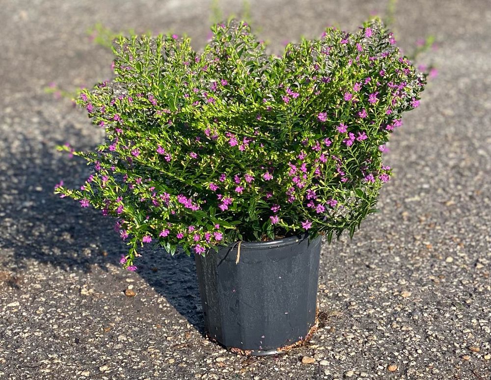 cuphea-hyssopifolia-purple-mexican-heather