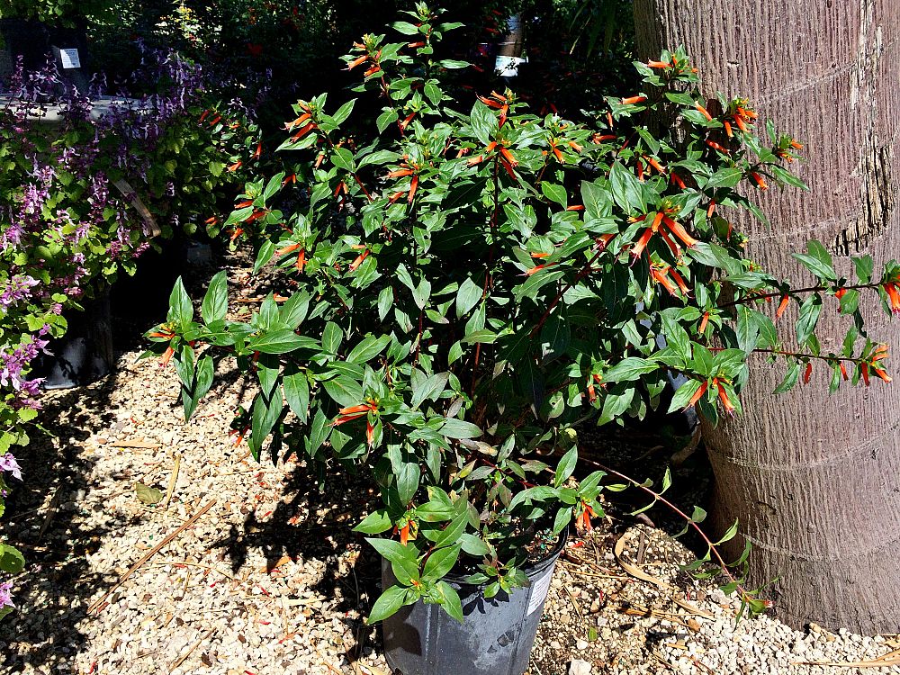 cuphea-ignea-cigar-flower-plant