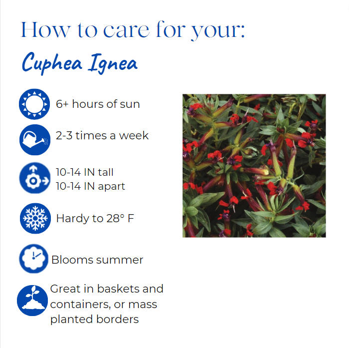 cuphea-ignea-cigar-flower-plant