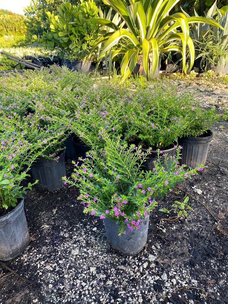 cuphea-rosea-creeping-mexican-heather