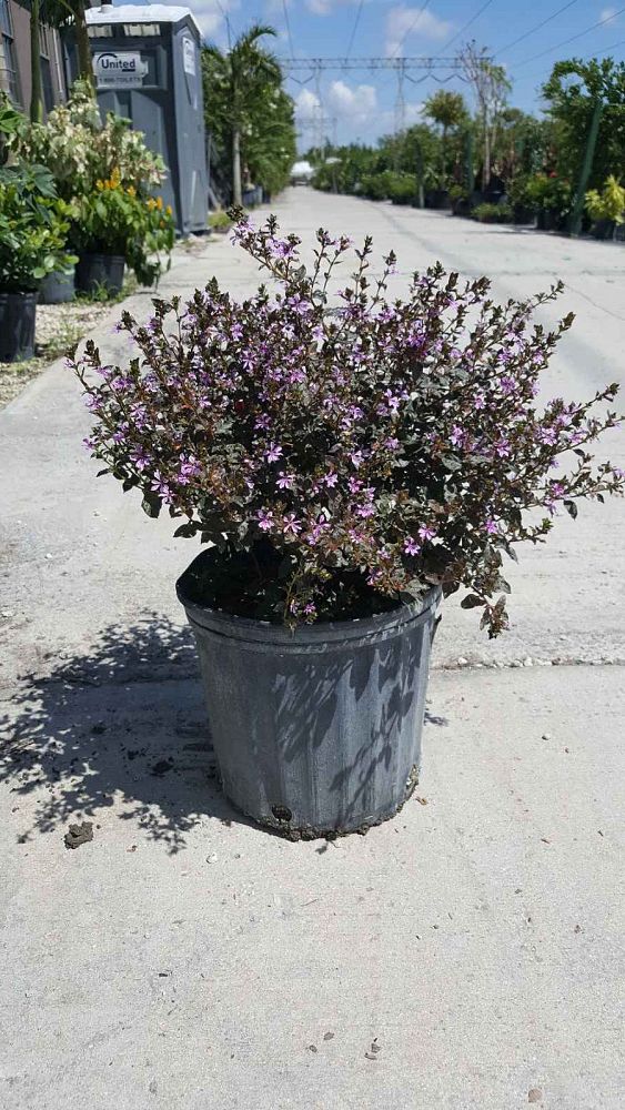 cuphea-spp