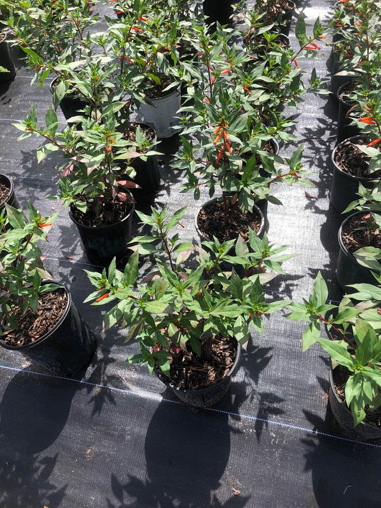 cuphea-vermillionaire-cigar-plant-large-firecracker-plant