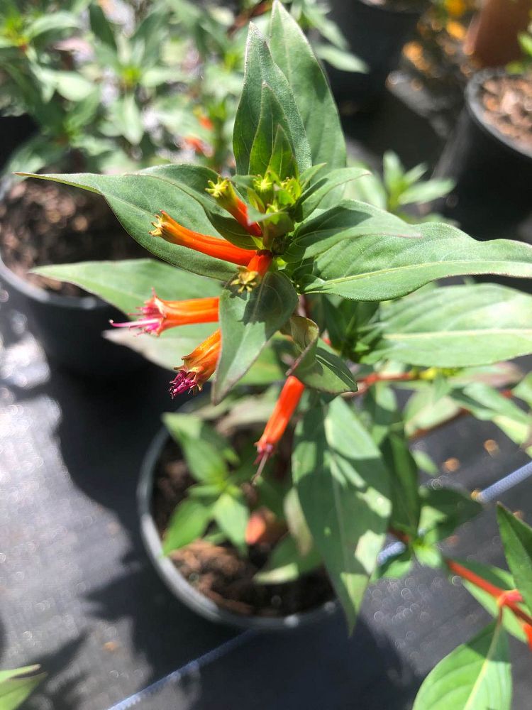 cuphea-vermillionaire-cigar-plant-large-firecracker-plant