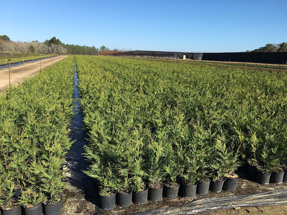 Locate & Find Wholesale Plants