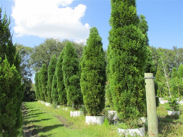 cupressocyparis-leylandii-leyland-cypress-hesperotropsis-leylandii-callitropsis-x-leylandii