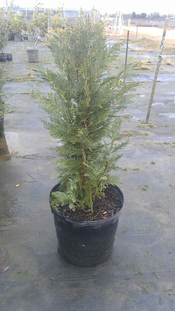 cupressocyparis-leylandii-leyland-cypress-hesperotropsis-leylandii-callitropsis-x-leylandii