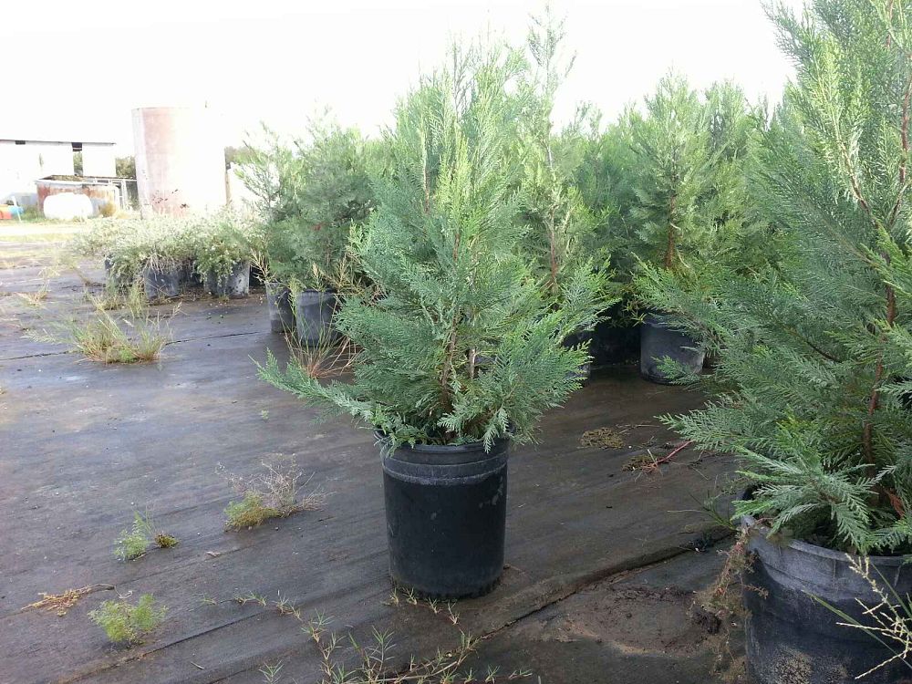 cupressocyparis-leylandii-leyland-cypress-hesperotropsis-leylandii-callitropsis-x-leylandii