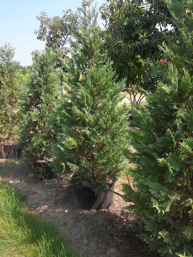cupressocyparis-leylandii-leyland-cypress-hesperotropsis-leylandii-callitropsis-x-leylandii