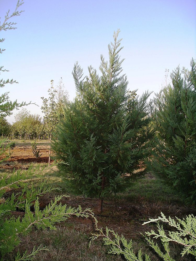 cupressocyparis-leylandii-leyland-cypress-hesperotropsis-leylandii-callitropsis-x-leylandii