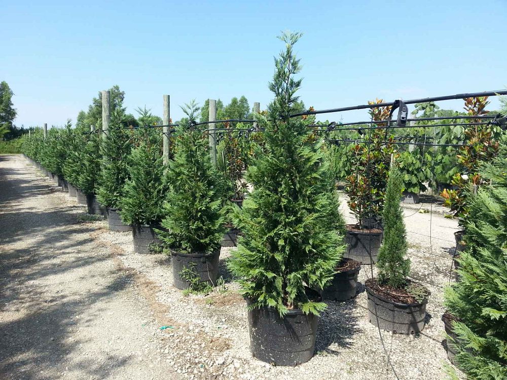 cupressocyparis-leylandii-leyland-cypress-hesperotropsis-leylandii-callitropsis-x-leylandii