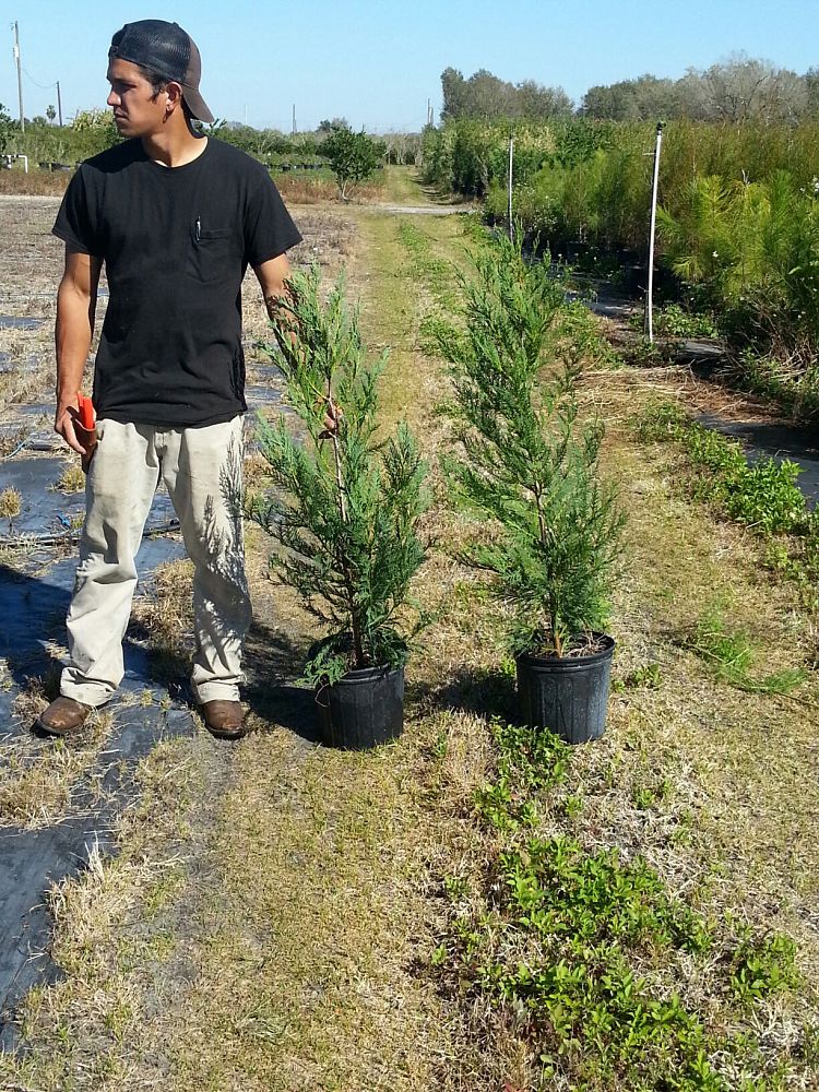 cupressocyparis-leylandii-leyland-cypress-hesperotropsis-leylandii-callitropsis-x-leylandii