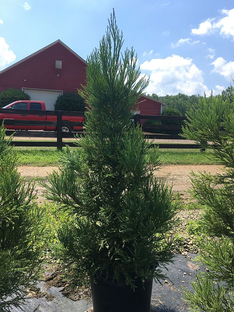 cupressocyparis-leylandii-leyland-cypress-hesperotropsis-leylandii-callitropsis-x-leylandii