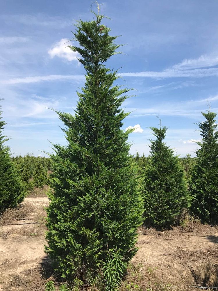 cupressocyparis-leylandii-leyland-cypress-hesperotropsis-leylandii-callitropsis-x-leylandii