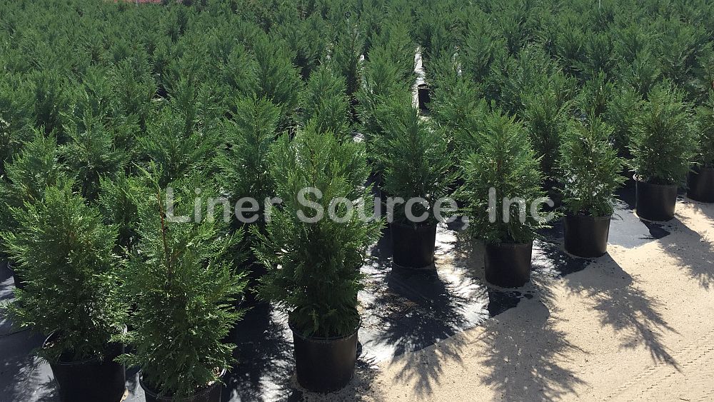 cupressocyparis-leylandii-leyland-cypress-hesperotropsis-leylandii-callitropsis-x-leylandii