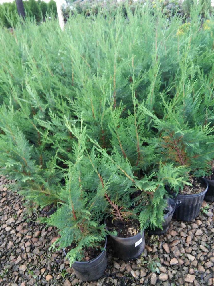 cupressocyparis-leylandii-leyland-cypress-hesperotropsis-leylandii-callitropsis-x-leylandii