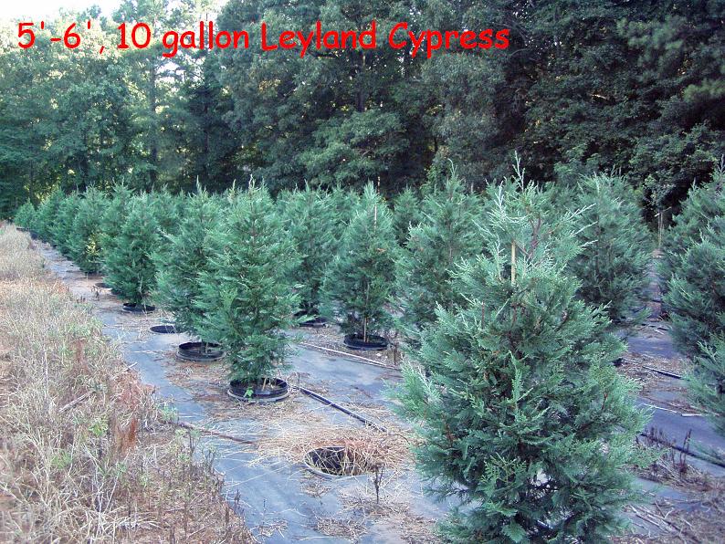 cupressocyparis-leylandii-leyland-cypress-hesperotropsis-leylandii-callitropsis-x-leylandii