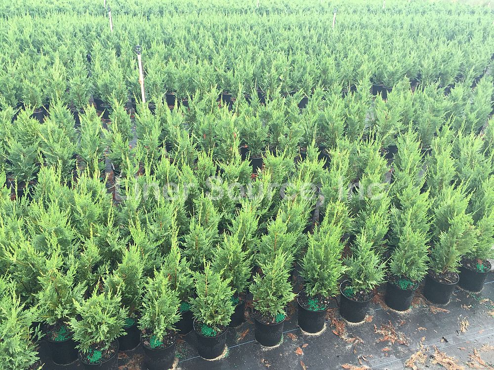 cupressocyparis-leylandii-leyland-cypress-hesperotropsis-leylandii-callitropsis-x-leylandii